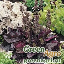 Семена Шалфей лировидны Salvia lyrata PURPLE VOLCANO PURPLE Raw 5000