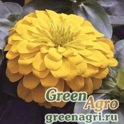 Семена Цинния изящная (Zinnia elegans) "Magellan F1" (yellow) coated 1000 шт.