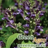 Семена Шлемник яванский (Scutellaria javanica) "Veranda" (blue) raw 500 шт.