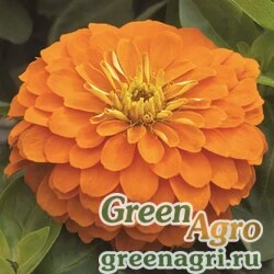 Семена Цинния изящная (Zinnia elegans) "Magellan F1" (orange) coated 1000 шт.