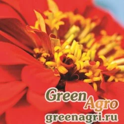 Семена Цинния изящная (Zinnia elegans) "Magellan F1" (scarlet) coated 1000 шт.