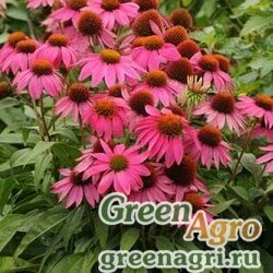 Семена Эхинацея пурпурная (Echinacea purpurea) "PowWow" (wild berry) raw 1000 шт.