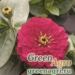 Семена Цинния изящная (Zinnia elegans) "Magellan F1" (cherry-satin) coated 1000 шт.