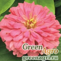 Семена Цинния изящная (Zinnia elegans) "Short Stuff F1" (coral) coated 1000 шт.