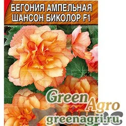 КОМ Бегония Шансон биколор Аэлита Ц