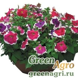 Семена Петуния грандифлора Хулахуп Микс 250драже