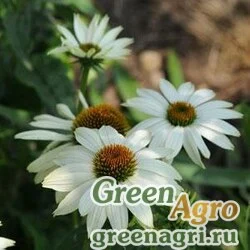Семена Эхинацея пурпурная (Echinacea purpurea) "PowWow" (white) raw 1000 шт.