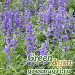 Семена Шалфей мучнистый (Salvia farinacea) "Victoria" (blue) raw 1000 шт.