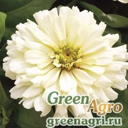 Семена Цинния изящная (Zinnia elegans) "Short Stuff F1" (white) coated 1000 шт.