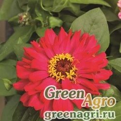 Семена Цинния изящная (Zinnia elegans) "Short Stuff F1" (cherry shades) coated 1000 шт.