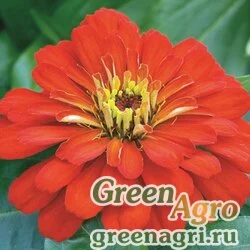 Семена Цинния изящная (Zinnia elegans) "Short Stuff F1" (scarlet) coated 1000 шт.