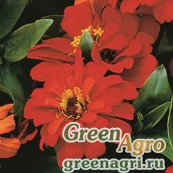 Семена Цинния изящная (Zinnia elegans) "Short Stuff F1" (deep red) coated 1000 шт.