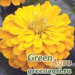 Семена Цинния изящная (Zinnia elegans) "Short Stuff F1" (gold) coated 1000 шт.