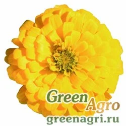 Семена Цинния изящная (Zinnia elegans) "Topolino" (yellow) raw 1000 шт.