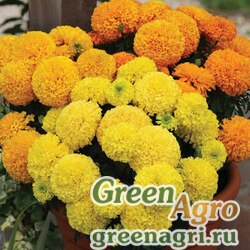 Семена Бархатцы прямостоячие (Tagetes erecta) "Dune" (mix) detailed 1000 шт. Семена Бархатцы прямостоячие (Tagetes erecta) "Dune" (mix) detailed 1000 шт.