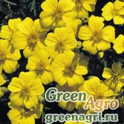 Семена Бархатцы тонколистные (Tagetes tenuifolia) "Lulu" (bright yellow) raw 1000 шт.