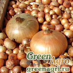 Лук-севок ШТУТТГАРТЕР 10-24 25кг +/-5% (цена за мешок) РОССИЯ