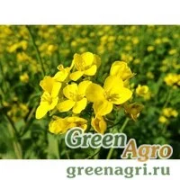 Сидераты Горчица желтая в мешках 40 кг  (цена за 1мешок)