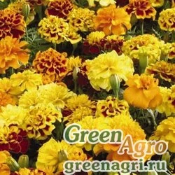 Семена Бархатцы отклоненные (Tagetes patula) "Little Hero" (mix) detailed 1000 шт.