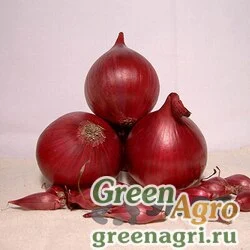 Лук-севок Ред Барон 14-21 в сетках по 25 кг.(нидерланды)