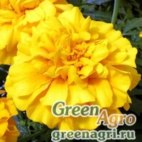 Семена Бархатцы триплоидные (Tagetes patula x erecta) "Zenith F1" (golden yellow) detailed 1000 шт. Семена Бархатцы триплоидные (Tagetes patula x erecta) "Zenith F1" (golden yellow) detailed 1000 шт.