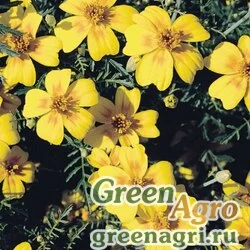 Семена Бархатцы тонколистные (Tagetes tenuifolia) "Gnome" (golden yellow) raw Произв. 1000 шт.
