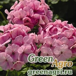 Семена Пеларгония х садовая (герань) (Pelargonium x hortorum) "Orbit  Synchro F1" (appleblossom) coated Произв. 100 шт.
