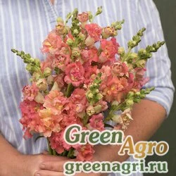 Семена Львиный зев (Антирринум) большой (Antirrhinum majus) "Madame Butterfly F1" (bronze/white) raw 1000 шт.
