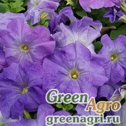 Семена Петуния крупноцветковая (генетически компактная) (Petunia grandiflora) "Limbo *GP* F1" (blue) pelleted 1000 шт.