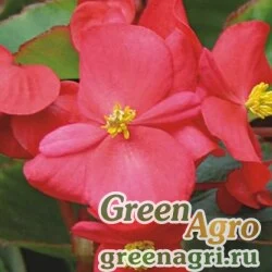 Семена Бегония вечноцветущая (зеленая листва) (Begonia semperflorens) "Varsity F1" (scarlet) raw 5000 шт.