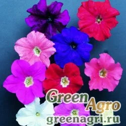 Семена Петуния крупноцветковая (Petunia grandiflora) "Donna F1" (pure color mixed) pelleted 1000 шт.