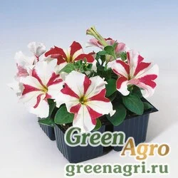 Семена Петуния крупноцветковая (Petunia grandiflora) "Tango F1" (red star) raw 1000 шт.