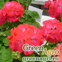 Семена Пеларгония х садовая (герань) (Pelargonium x hortorum) "Apache F1" (rose bicolor) raw 1000 шт.
