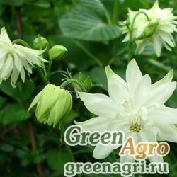 Семена Аквилегия обыкновенная (Aquilegia vulgaris) "CLEMENTINE" (WHITE) tuned 100 шт.