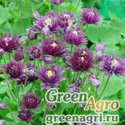 Семена Аквилегия обыкновенная (Aquilegia vulgaris) "CLEMENTINE" (PURPLE DARK) tuned 1000 шт.