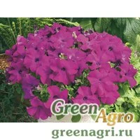 Семена Петуния крупноцветковая (Petunia grandiflora) "Ultra F1" (violet) raw 1000 шт.