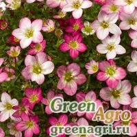 Семена Камнеломка Арендса (Saxifraga arendsii) "Lofty" (pink shades) raw 1000 шт.
