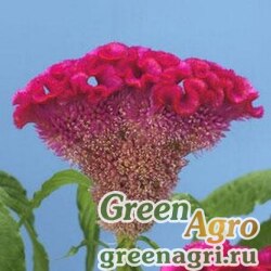 Семена Целозия гребенчатая (Celosia cristata) "Bombay" (rose) filmcoat 100 шт.