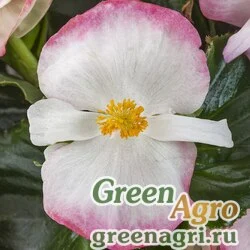 Семена Бегония вечноцветущая (бронзовая листва) (Begonia semperflorens) "Bada Boom F1" (rose bicolor) raw 5000 шт.