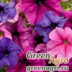 Семена Петуния крупноцветковая (Petunia grandiflora) "Donna F1" (vein mixed) pelleted 1000 шт.