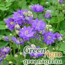 Семена Аквилегия обыкновенная (Aquilegia vulgaris) "CLEMENTINE" (BLUE) tuned 100 шт.