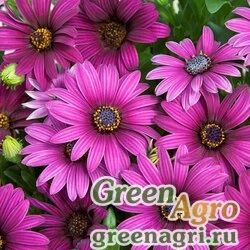 Семена Остеоспермум Эклона (Osteospermum eclonis) "Asti F1" (purple) raw 100 шт.