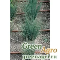 Семена Ситник искривленный (Juncus inflexus) "Blue Dart" (green) multi-pelleted 100 шт.