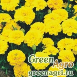 Семена Бархатцы отклоненные (Tagetes patula) "Champion" (yellow) 15 гр.