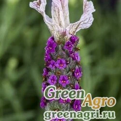 Семена Лаванда стэхадская (Lavandula stoechas) "Castilliano" (rose) raw 1000 шт.