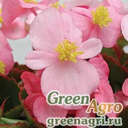 Семена Бегония вечноцветущая (зеленая листва) (Begonia semperflorens) "Varsity F1" (pink) raw 5000 шт.