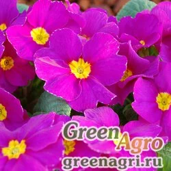 Семена Примула бесстебельная (Primula acaulis) "Pioneer F1" (violet) raw 1000 шт.