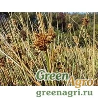 Семена Ситник бледный (Juncus pallidus) "Javelin" (green) multi-pelleted 100 шт.