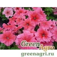 Семена Петуния крупноцветковая (Petunia grandiflora) "Tango F1" (rose veined) raw 1000 шт.