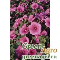 Семена Лаватера трёхмесячная (Lavatera trimestris) "Regis" (ruby) 50 гр.